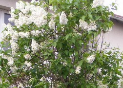 Syringa vulgaris Madame florent stepman / Fehér orgona